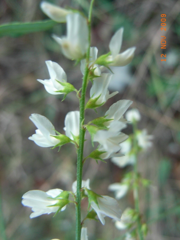 Melilotus alba